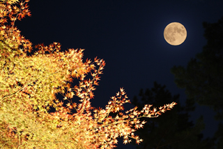 中秋の名月だけじゃない、美しい秋の月。